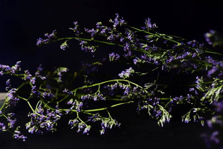 盛开 植物学 粉红色 开花 天空 自然 植物区系 春天 花的