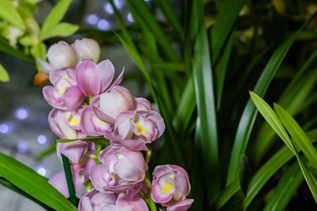 开花 紫色 颜色 夏天 兰花 植物区系 花的 花瓣 特写镜头