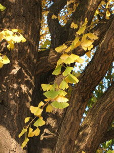 秋天 阳光 植物 美丽的 分支 自然 森林 颜色 树干 树叶