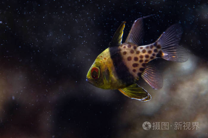 红衣主教鱼 姬蜂科 凤尾鱼 水下小型热带红衣主教鱼 在水族馆很受欢迎 照片 正版商用图片27nqmt 摄图新视界