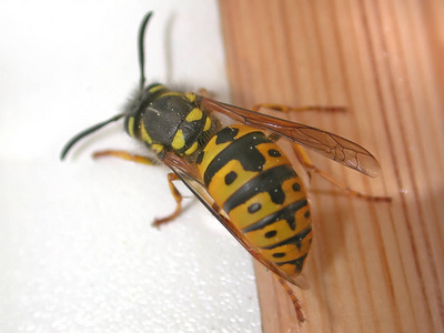 天线 缺陷 美丽的 蜜蜂 黄蜂 动物 野生动物 昆虫 昆虫学