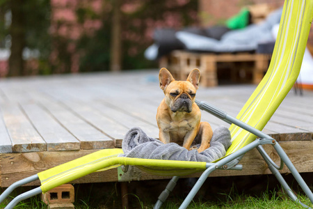 坐在椅子上的法国斗牛犬