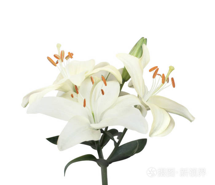 三朵白百合花