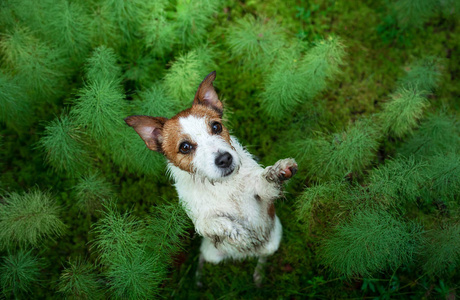 Dog in the forest. flat lay. Jack Russell Terrier in the grass, 