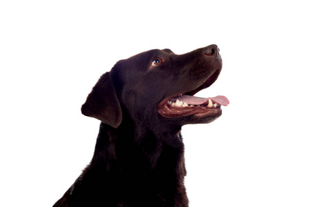 Beautiful Black Golden Retriever dog 