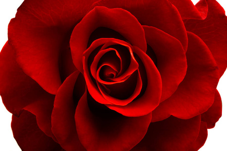 red rose isolated 