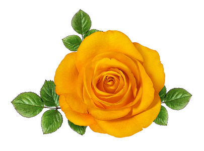 玫瑰 植物 花的 礼物 花束 庆祝 花瓣 婚礼 浪漫 颜色