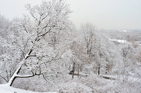 森林 自然 公园 冬天 白霜 美丽的 降雪 寒冷的 天空