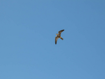 小猎鹰在蓝天翱翔图片