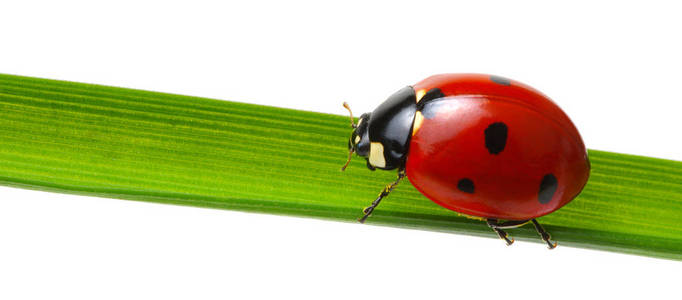 Ladybug on green grass 