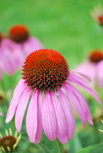 夏天 黛西 开花 美丽的 植物 特写镜头 植物区系 紫色