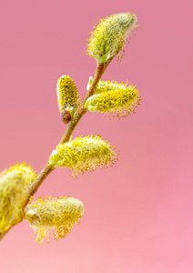 树枝上毛茸茸的花苞图片