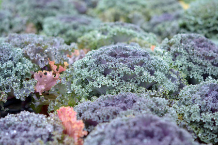  flowering kale