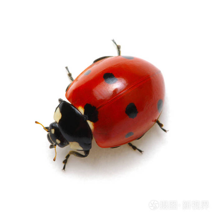 ladybugisolatedonwhite