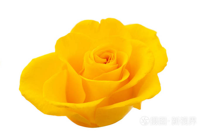 yellowroseisolated