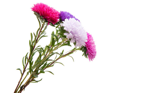 asters bouquet isolated 