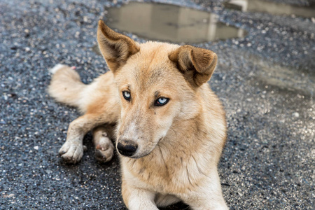 在格鲁吉亚山区的斯瓦内提，一只大黄毛的格鲁吉亚牧羊犬躺在那里看着羊群