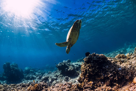 海龟在蓝色的海洋里滑翔。海龟水下景观