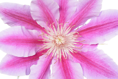 clematis flower 