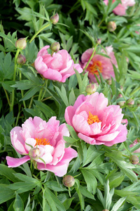 Beautiful Peony flowers 