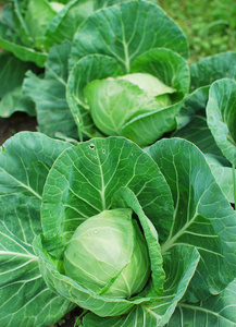 卷心菜 食物 栽培 成长 领域 蔬菜 自然 生长 素食主义者