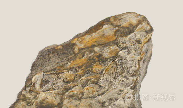 岩石上的腕足类化石奥陶纪500ma