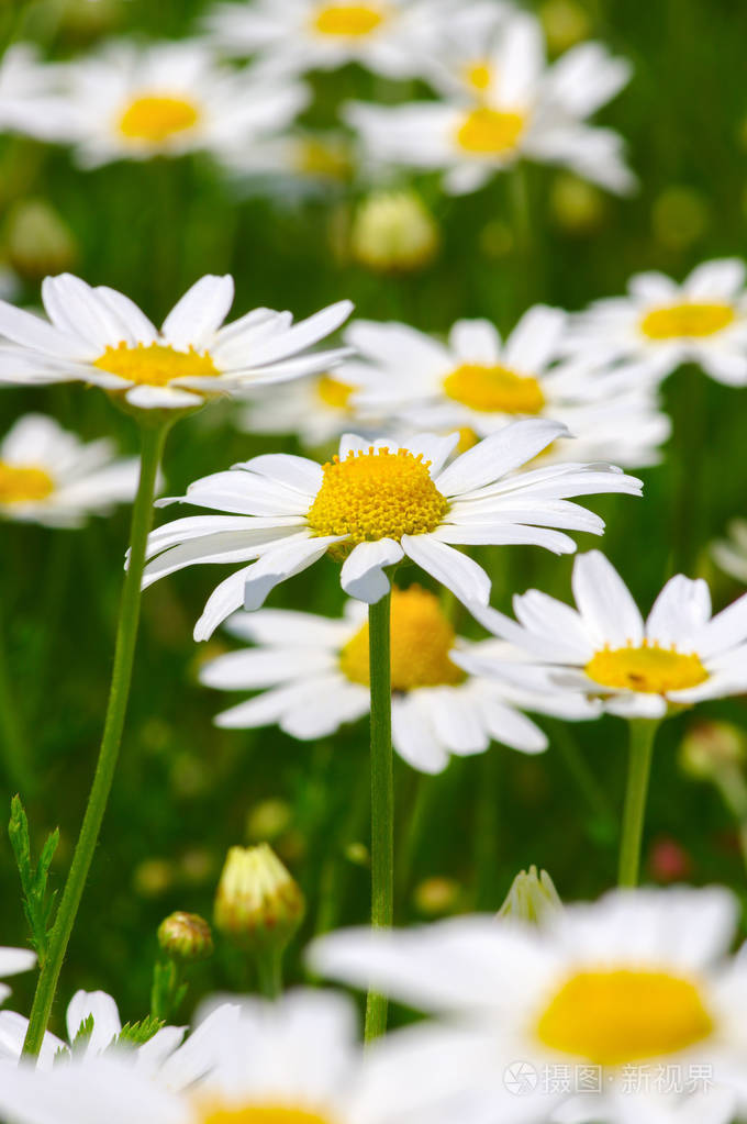 田野上的白雏菊