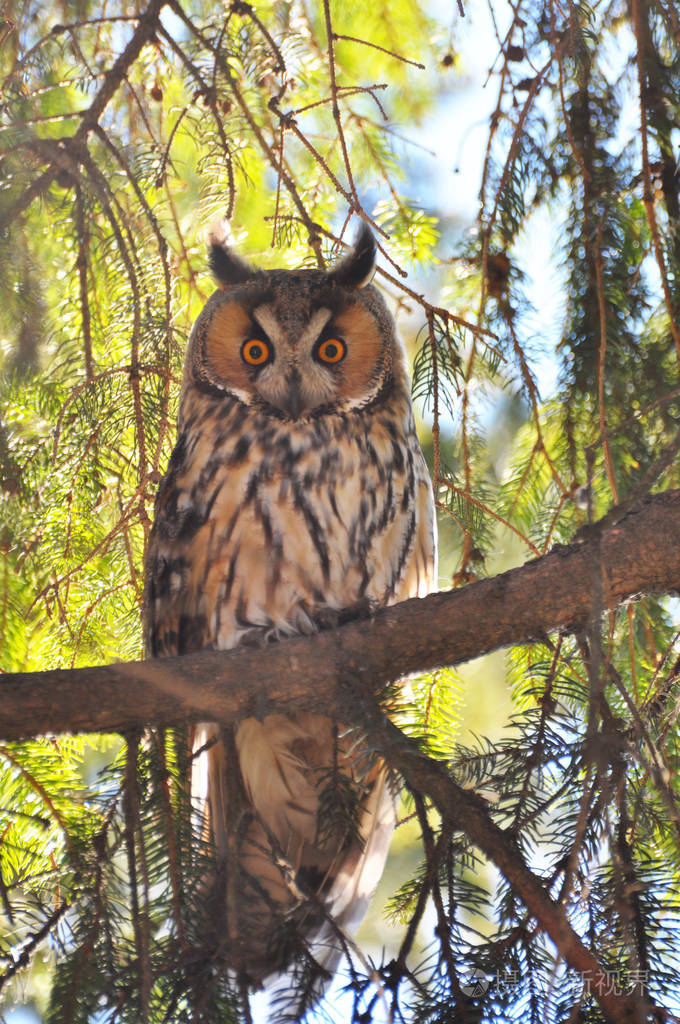一只猫头鹰坐在树上