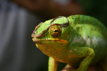 动物群 颜色 野生动物 森林 特写镜头 环境 眼睛 美丽的