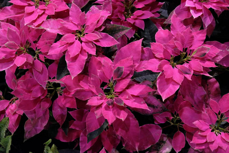 花园 季节 植物 美女 生长 开花 特写镜头 美丽的 粉红色