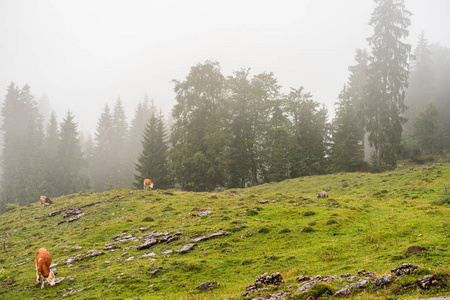 农事 夏天 乡村 旅行 小山 全景 放牧 旅游业 农业 场景