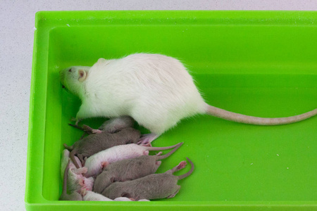 绿色盒子上的白鼠和小老鼠。母性