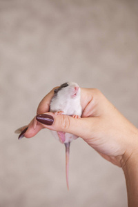 小老鼠宝宝.可爱的照片