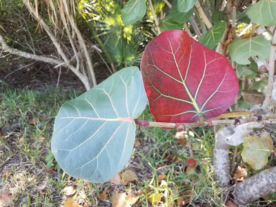 有绿叶红叶草和树枝的植物