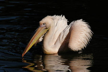 水禽 肖像 美女 反射 美丽的 野生动物 动物 自然 池塘