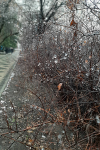 城市里的秋雨。