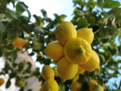 水果 花园 柑橘 自然 分支 夏天 植物 树叶 柠檬 农业