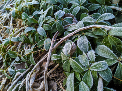 植物 晶体 冰冷的 冻结 特写镜头 冷冰冰的 落下 森林