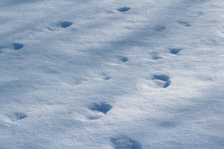 天气 追踪 自然 动物 步行 足迹 寒冷的 纹理 冬天 轨道