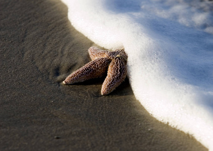 海星 海滨 海洋 厘米 海滩 海鸥