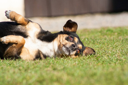 有趣的 犬科动物 面对 公园 夏天 肖像 甜的 春天 说谎