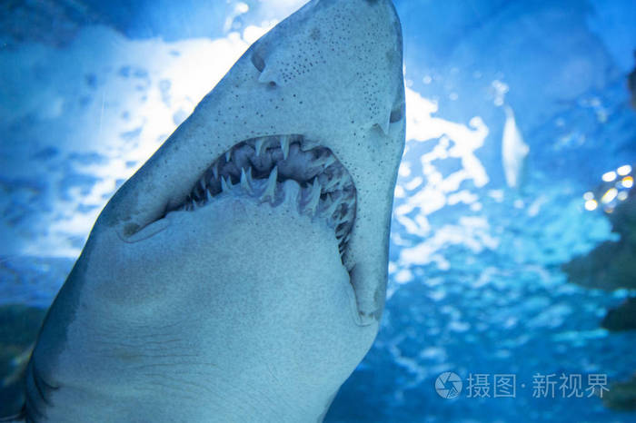 深蓝色海水中的大鲨鱼