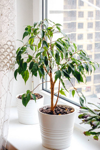 生长 自然 花园 植物 花盆 园艺 榕树 室内植物 植物区系