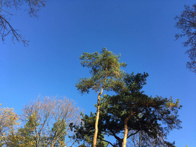 分支 季节 美丽的 夏天 自然 风景 树叶 春天 公园 木材