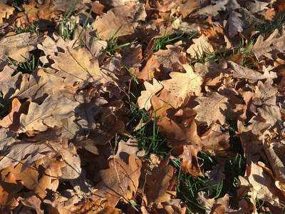 颜色 公园 秋天 十月 美丽的 自然 地面 纹理 森林 树叶