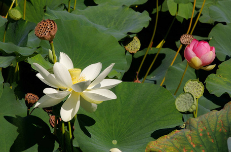 生物学 夏天 百合花 自然 美丽的 植物学 植物 花瓣 睡莲