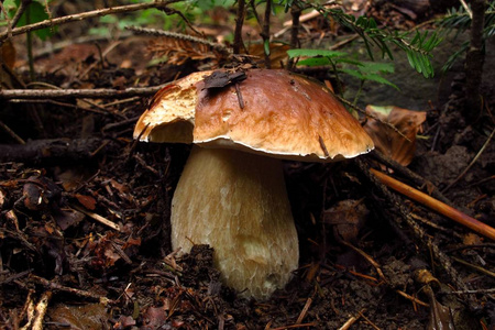 教育 森林 美味的 特写镜头 苔藓 木材 发髻 烹饪 蘑菇