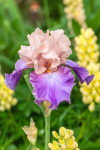 植物区系 花园 植物学 美女 紫色 特写镜头 颜色 美丽的