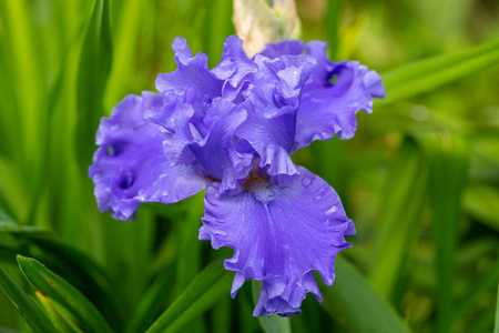 紫罗兰 紫色 花园 颜色 盛开 夏天 特写镜头 植物学 自然