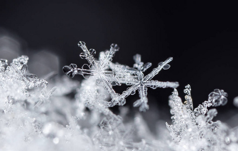 特写镜头 冻结 十二月 天气 雪花 自然 美丽的 冷冰冰的